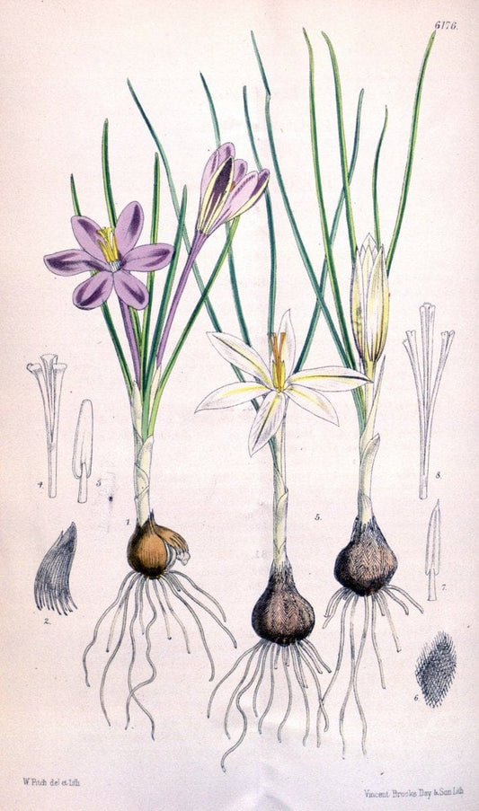 Curtis's botanical magazine. London ; New York [etc.] :Academic Press [etc.]. | "Botanical illustration" Botany Periodicals "Pictorial works" "Plants, Ornamental"  | Vintage Print Reproduction 454447