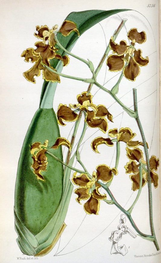 Curtis's botanical magazine. London ; New York [etc.] :Academic Press [etc.]. | "Botanical illustration" Botany Periodicals "Pictorial works" "Plants, Ornamental"  | Vintage Print Reproduction 454448