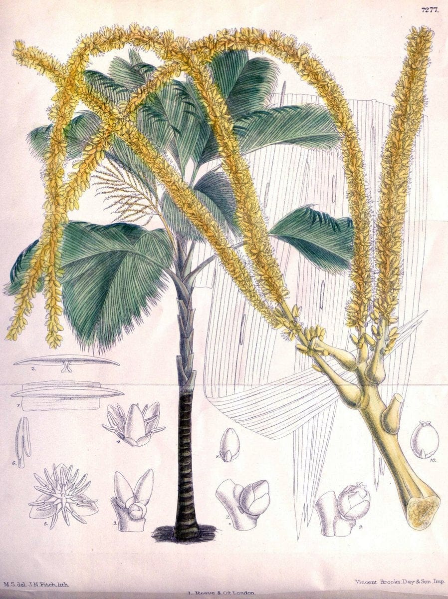 Curtis's botanical magazine. London ; New York [etc.] :Academic Press [etc.]. | "Botanical illustration" Botany Periodicals "Pictorial works" "Plants, Ornamental"  | Vintage Print Reproduction 454449