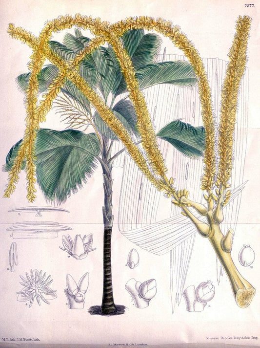 Curtis's botanical magazine. London ; New York [etc.] :Academic Press [etc.]. | "Botanical illustration" Botany Periodicals "Pictorial works" "Plants, Ornamental"  | Vintage Print Reproduction 454449