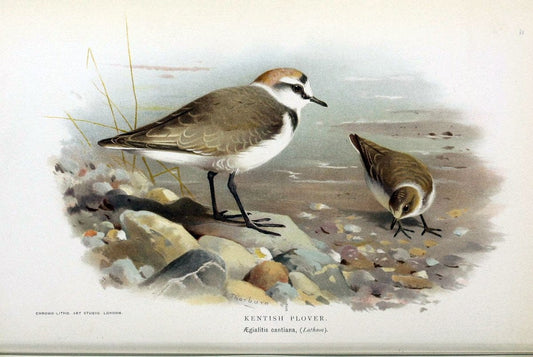 Coloured figures of the birds of the British Islands / issued by Lord Lilford. London :R | Birds "Great Britain" "Pictorial works"  | Vintage Print Reproduction 454451