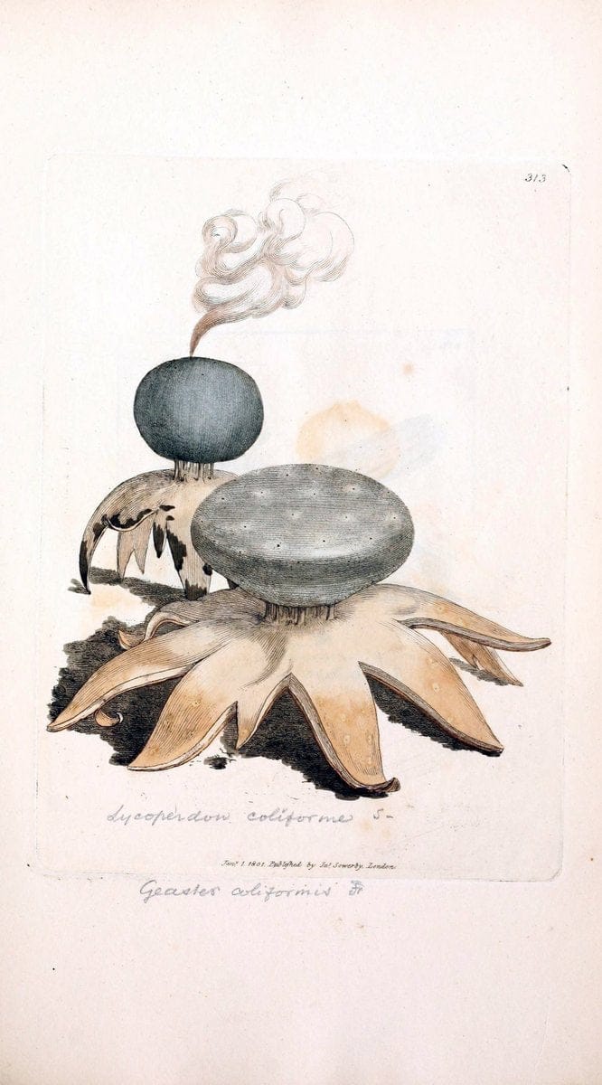 Coloured figures of English fungi or mushrooms. London,Printed by J. Davis,1797-[1809]. | England Mushrooms  | Vintage Print Reproduction 454452