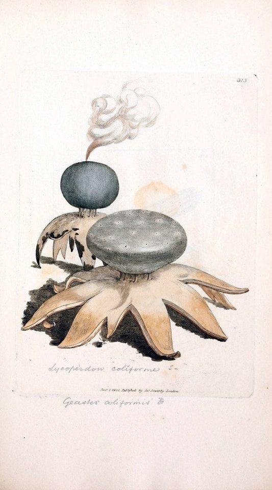 Coloured figures of English fungi or mushrooms. London,Printed by J. Davis,1797-[1809]. | England Mushrooms  | Vintage Print Reproduction 454452