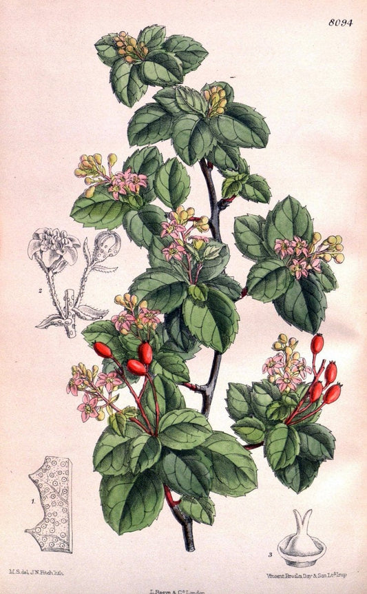 Curtis's botanical magazine. London ; New York [etc.] :Academic Press [etc.]. | "Botanical illustration" Botany Periodicals "Pictorial works" "Plants, Ornamental"  | Vintage Print Reproduction 454453