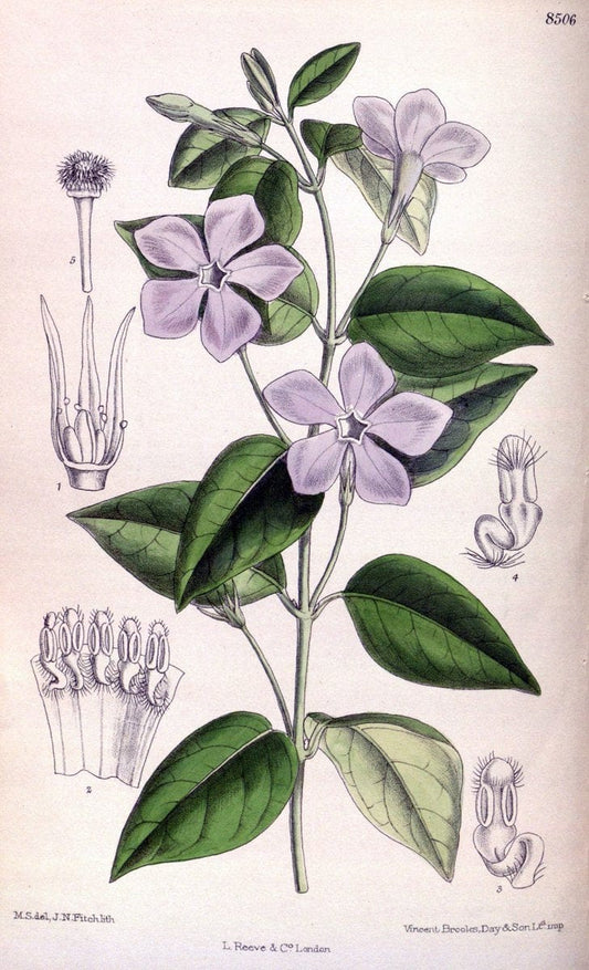 Curtis's botanical magazine. London ; New York [etc.] :Academic Press [etc.]. | "Botanical illustration" Botany Periodicals "Pictorial works" "Plants, Ornamental"  | Vintage Print Reproduction 454454