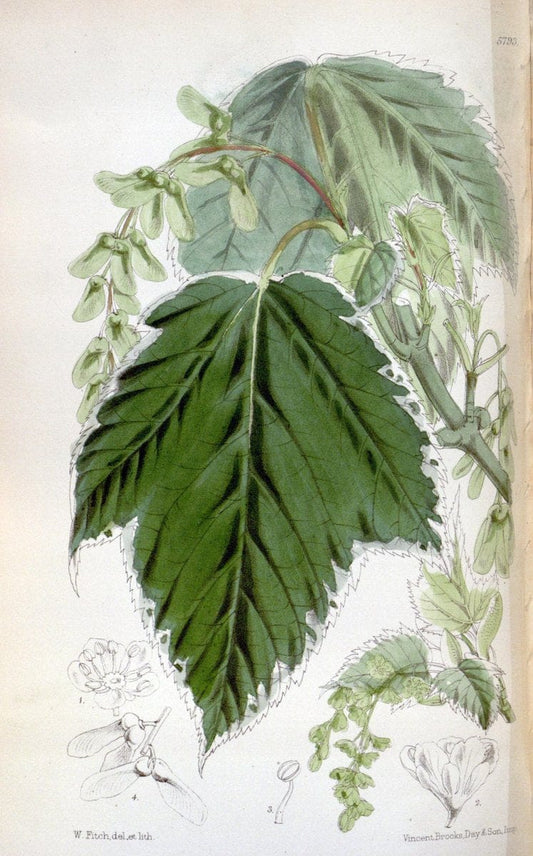 Curtis's botanical magazine. London ; New York [etc.] :Academic Press [etc.]. | "Botanical illustration" Botany Periodicals "Pictorial works" "Plants, Ornamental"  | Vintage Print Reproduction 454455