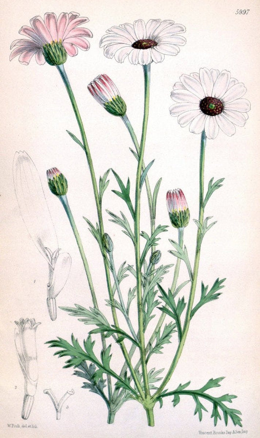 Curtis's botanical magazine. London ; New York [etc.] :Academic Press [etc.]. | "Botanical illustration" Botany Periodicals "Pictorial works" "Plants, Ornamental"  | Vintage Print Reproduction 454457