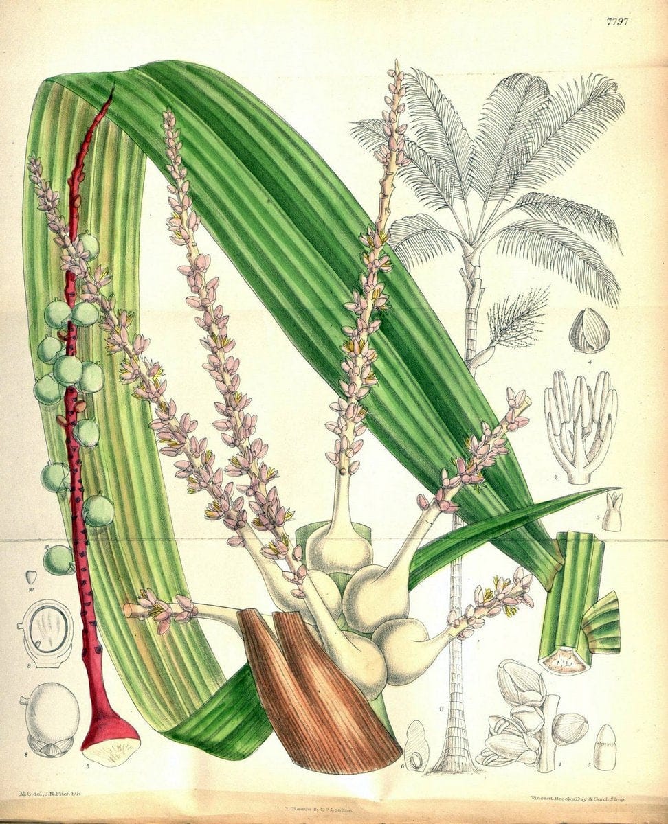 Curtis's botanical magazine. London ; New York [etc.] :Academic Press [etc.]. | "Botanical illustration" Botany Periodicals "Pictorial works" "Plants, Ornamental"  | Vintage Print Reproduction 454458
