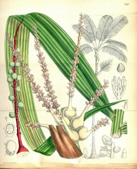 Curtis's botanical magazine. London ; New York [etc.] :Academic Press [etc.]. | "Botanical illustration" Botany Periodicals "Pictorial works" "Plants, Ornamental"  | Vintage Print Reproduction 454458