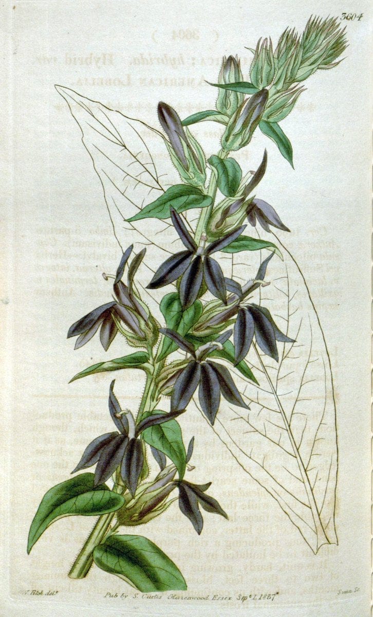 Curtis's botanical magazine. London ; New York [etc.] :Academic Press [etc.]. | "Botanical illustration" Botany Periodicals "Pictorial works" "Plants, Ornamental"  | Vintage Print Reproduction 454459