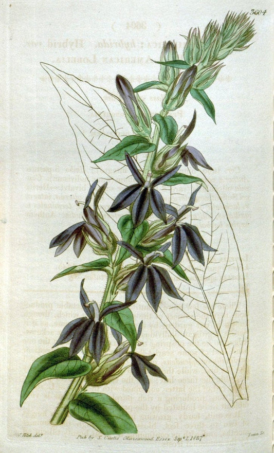 Curtis's botanical magazine. London ; New York [etc.] :Academic Press [etc.]. | "Botanical illustration" Botany Periodicals "Pictorial works" "Plants, Ornamental"  | Vintage Print Reproduction 454459