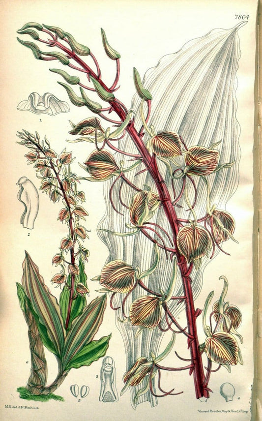 Curtis's botanical magazine. London ; New York [etc.] :Academic Press [etc.]. | "Botanical illustration" Botany Periodicals "Pictorial works" "Plants, Ornamental"  | Vintage Print Reproduction 454460