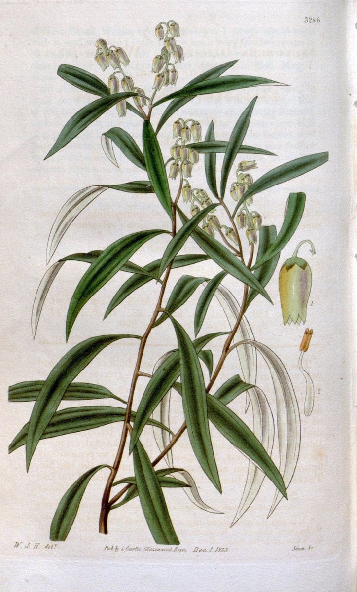 Curtis's botanical magazine. London ; New York [etc.] :Academic Press [etc.]. | "Botanical illustration" Botany Periodicals "Pictorial works" "Plants, Ornamental"  | Vintage Print Reproduction 454461