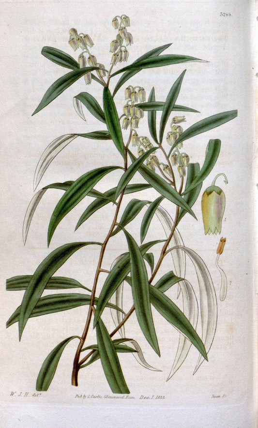 Curtis's botanical magazine. London ; New York [etc.] :Academic Press [etc.]. | "Botanical illustration" Botany Periodicals "Pictorial works" "Plants, Ornamental"  | Vintage Print Reproduction 454461
