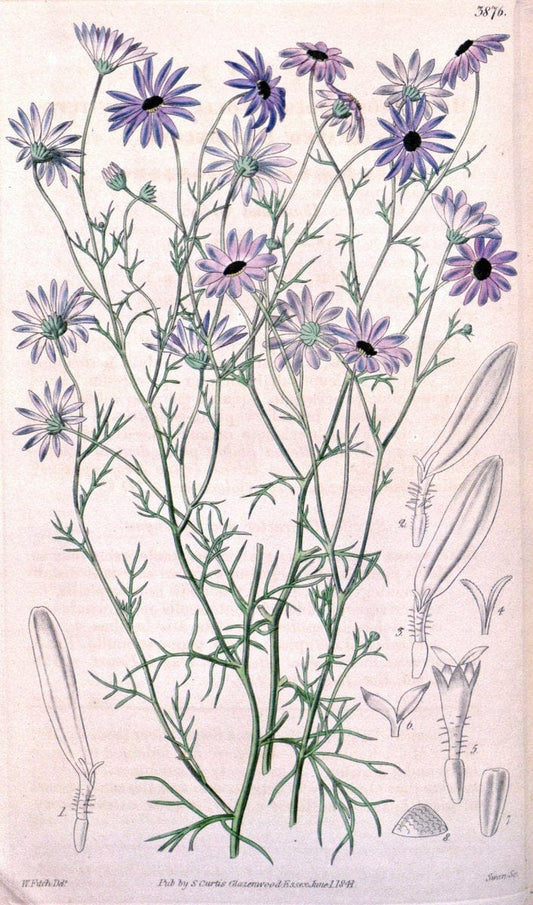 Curtis's botanical magazine. London ; New York [etc.] :Academic Press [etc.]. | "Botanical illustration" Botany Periodicals "Pictorial works" "Plants, Ornamental"  | Vintage Print Reproduction 454462