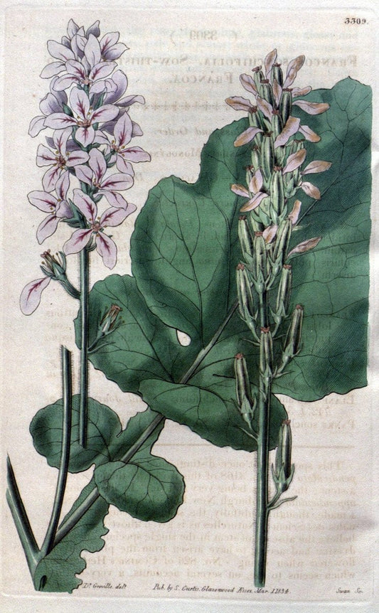 Curtis's botanical magazine..London ;New York [etc.] :Academic Press [etc.]. |  | Vintage Print Reproduction 454463