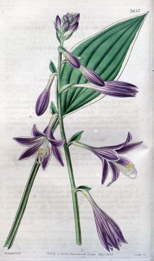 Curtis's botanical magazine..London ;New York [etc.] :Academic Press [etc.]. |  | Vintage Print Reproduction 454464