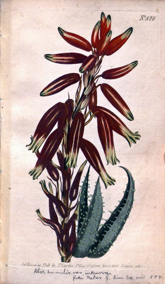 Curtis's botanical magazine. London ;New York [etc.] :Academic Press [etc.]. | Botany Periodicals "Pictorial works"  | Vintage Print Reproduction 454467