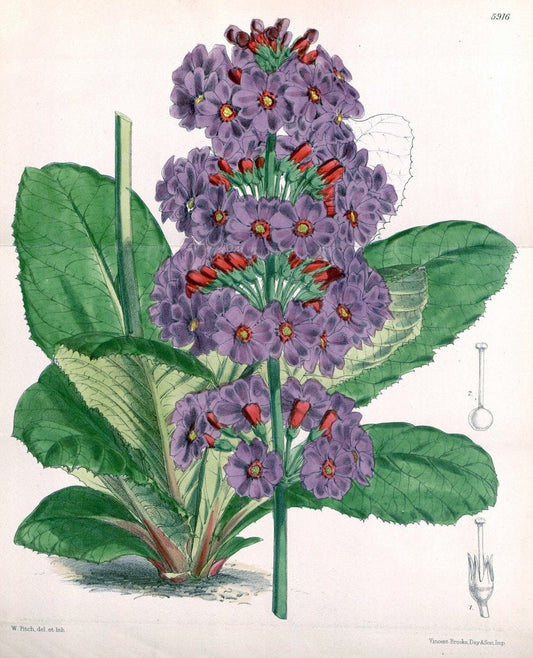 Curtis's botanical magazine. London ;New York [etc.] :Academic Press [etc.]. | Botany Periodicals "Pictorial works"  | Vintage Print Reproduction 454468