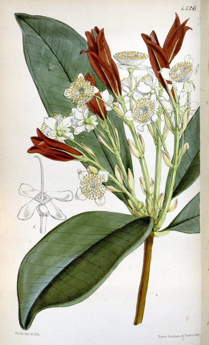 Curtis's botanical magazine. London ;New York [etc.] :Academic Press [etc.]. | Botany Periodicals "Pictorial works"  | Vintage Print Reproduction 454469