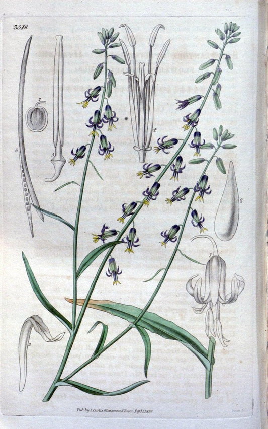 Curtis's botanical magazine. London ;New York [etc.] :Academic Press [etc.]. | Botany Periodicals "Pictorial works"  | Vintage Print Reproduction 454470