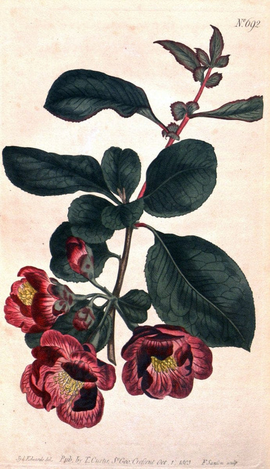 Curtis's botanical magazine. London ;New York [etc.] :Academic Press [etc.]. | Botany Periodicals "Pictorial works"  | Vintage Print Reproduction 454471