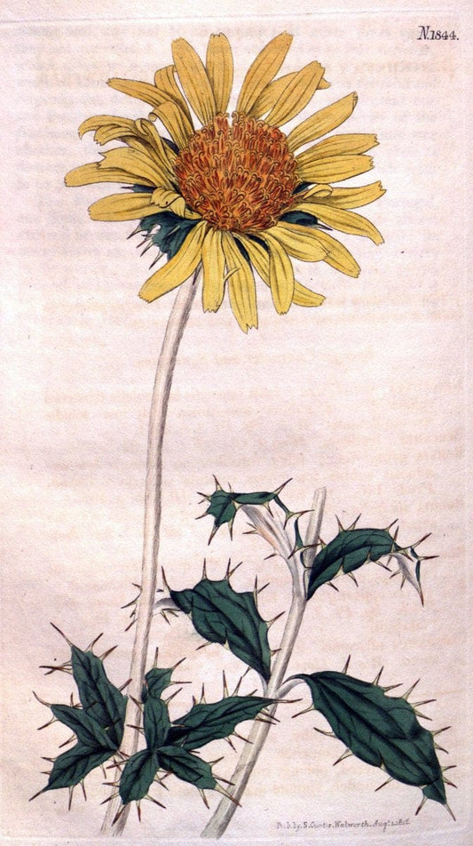 Curtis's botanical magazine. London ; New York [etc.] :Academic Press [etc.]. | "Botanical illustration" Botany Periodicals "Pictorial works" "Plants, Ornamental"  | Vintage Print Reproduction 454472