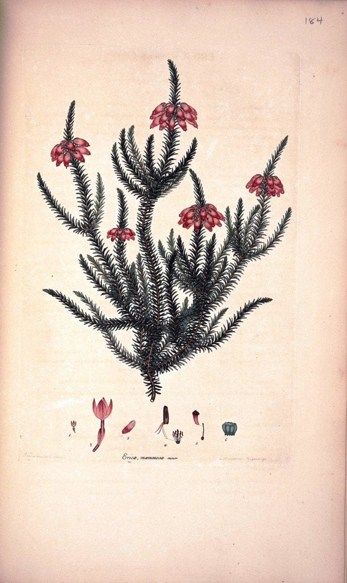Coloured engravings of heaths :.London :Published by the Author. Printed by T. Bensley,1802-09 [1830]. |  | Vintage Print Reproduction 454473