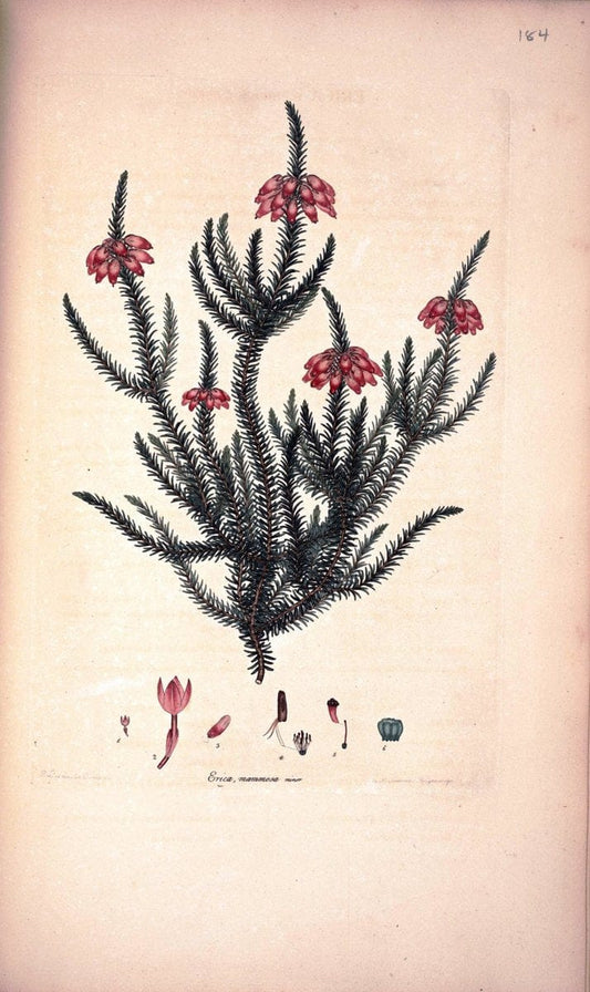 Coloured engravings of heaths :.London :Published by the Author. Printed by T. Bensley,1802-09 [1830]. |  | Vintage Print Reproduction 454473