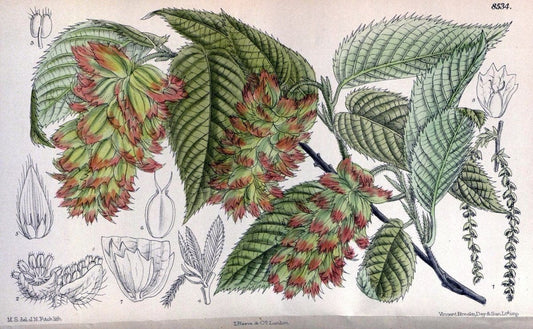 Curtis's botanical magazine. London ; New York [etc.] :Academic Press [etc.]. | "Botanical illustration" Botany Periodicals "Pictorial works" "Plants, Ornamental"  | Vintage Print Reproduction 454474
