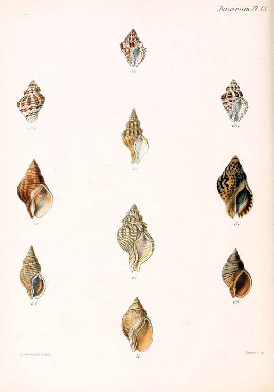 Conchologia iconica, or, Illustrations of the shells of molluscous animals /.London :Reeve, Brothers,1843-1878.. |  | Vintage Print Reproduction 454475
