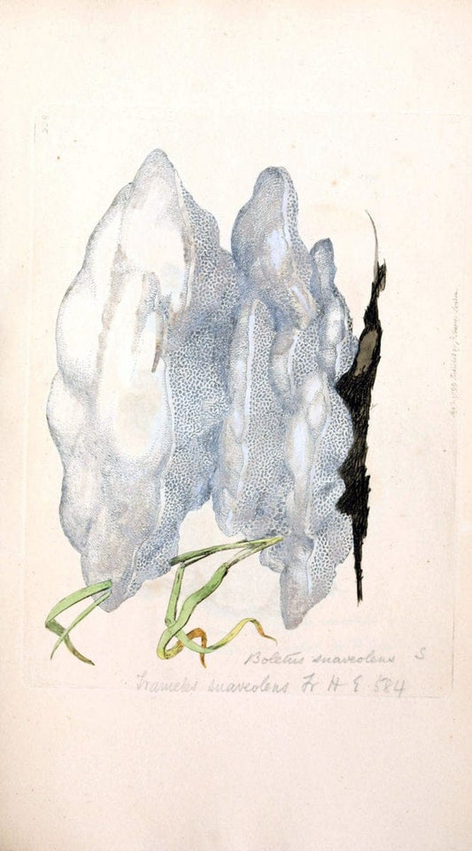 Coloured figures of English fungi or mushrooms. London,Printed by J. Davis,1797-[1809]. | England Mushrooms  | Vintage Print Reproduction 454476