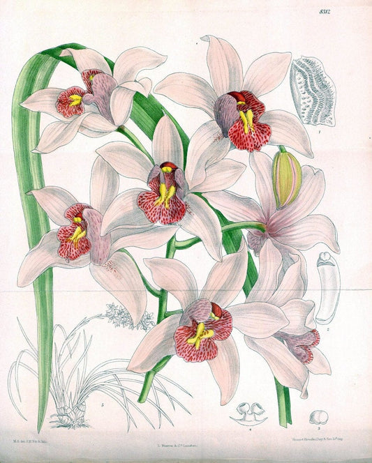 Curtis's botanical magazine. London ; New York [etc.] :Academic Press [etc.]. | "Botanical illustration" Botany Periodicals "Pictorial works" "Plants, Ornamental"  | Vintage Print Reproduction 454477