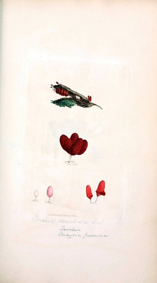 Coloured figures of English fungi or mushrooms. London,Printed by J. Davis,1797-[1809]. | England Mushrooms  | Vintage Print Reproduction 454479