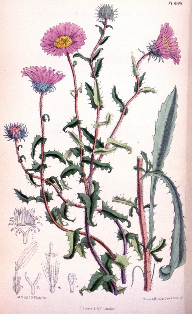 Curtis's botanical magazine. London ; New York [etc.] :Academic Press [etc.]. | "Botanical illustration" Botany Periodicals "Pictorial works" "Plants, Ornamental"  | Vintage Print Reproduction 454480