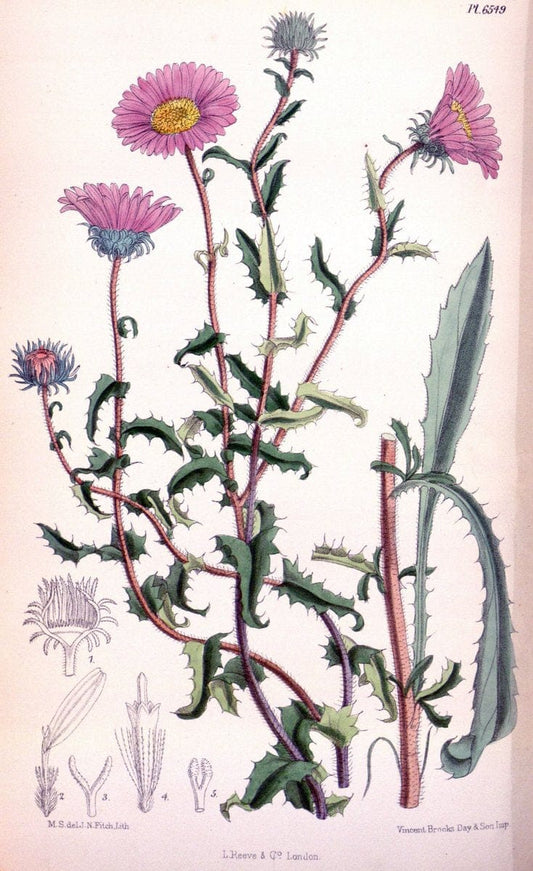 Curtis's botanical magazine. London ; New York [etc.] :Academic Press [etc.]. | "Botanical illustration" Botany Periodicals "Pictorial works" "Plants, Ornamental"  | Vintage Print Reproduction 454480