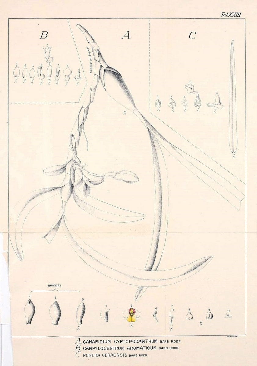 Contributions du Jardin botanique de Rio de Janeiro /.Rio de Janeiro :L'Etoile du Sud,1901-1907.  | Botany Brazil | Vintage Print Reproduction 454481