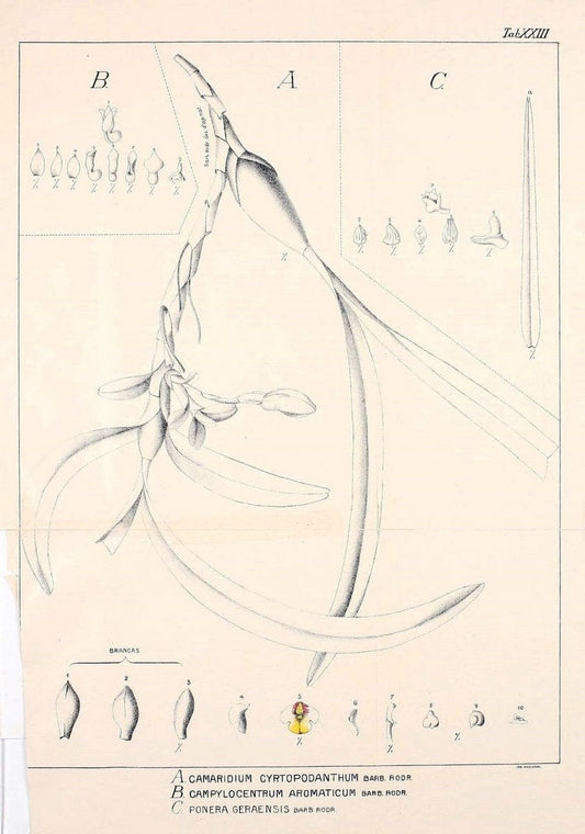 Contributions du Jardin botanique de Rio de Janeiro /.Rio de Janeiro :L'Etoile du Sud,1901-1907.  | Botany Brazil | Vintage Print Reproduction 454481