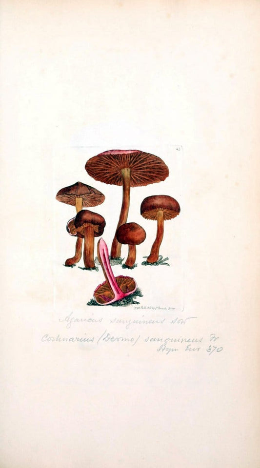 Coloured figures of English fungi or mushrooms. London,Printed by J. Davis,1797-[1809]. | England Mushrooms  | Vintage Print Reproduction 454483