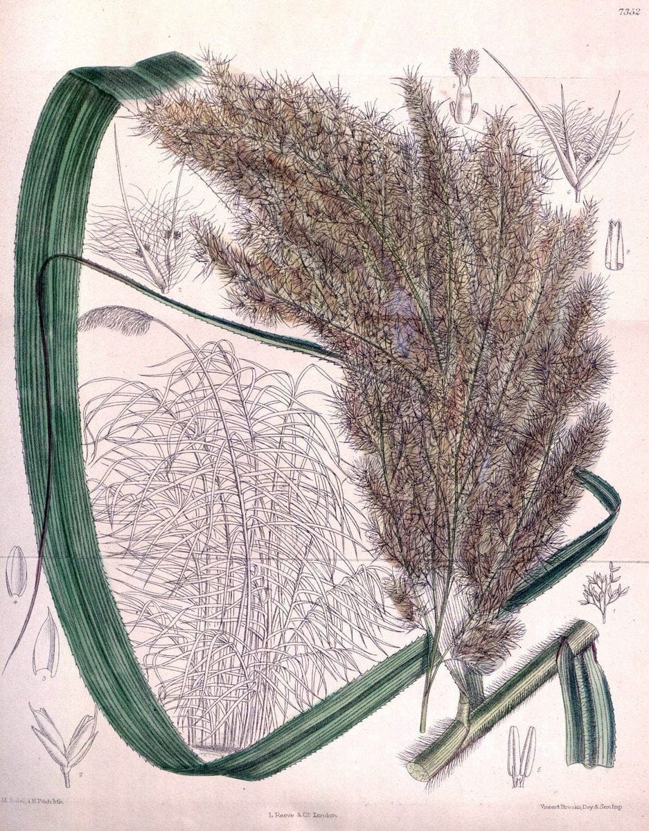 Dragable Image