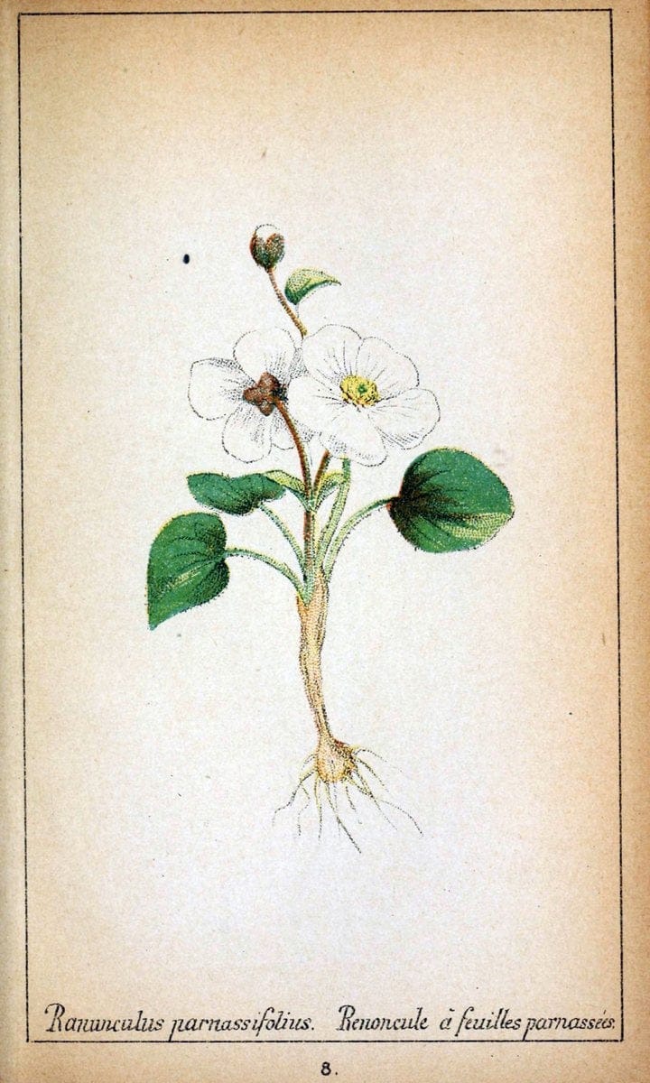 Choix de plantes de l'Europe centrale et particuliÃ¨rement de la Suisse et de la SavoieGe | Europe Central "Pictorial works" Plants "Savoy (France and Italy)" Switzerland  | Vintage Reproduction 454487