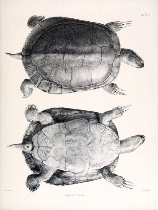 Catalogue of shield reptiles in the collection of the British Museum /.London :Printed by order of the Trustees,1855-1872.  | Vintage Print Reproduction 454488