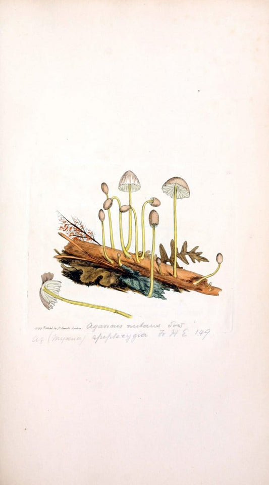 Coloured figures of English fungi or mushrooms. London,Printed by J. Davis,1797-[1809]. | England Mushrooms  | Vintage Print Reproduction 454489