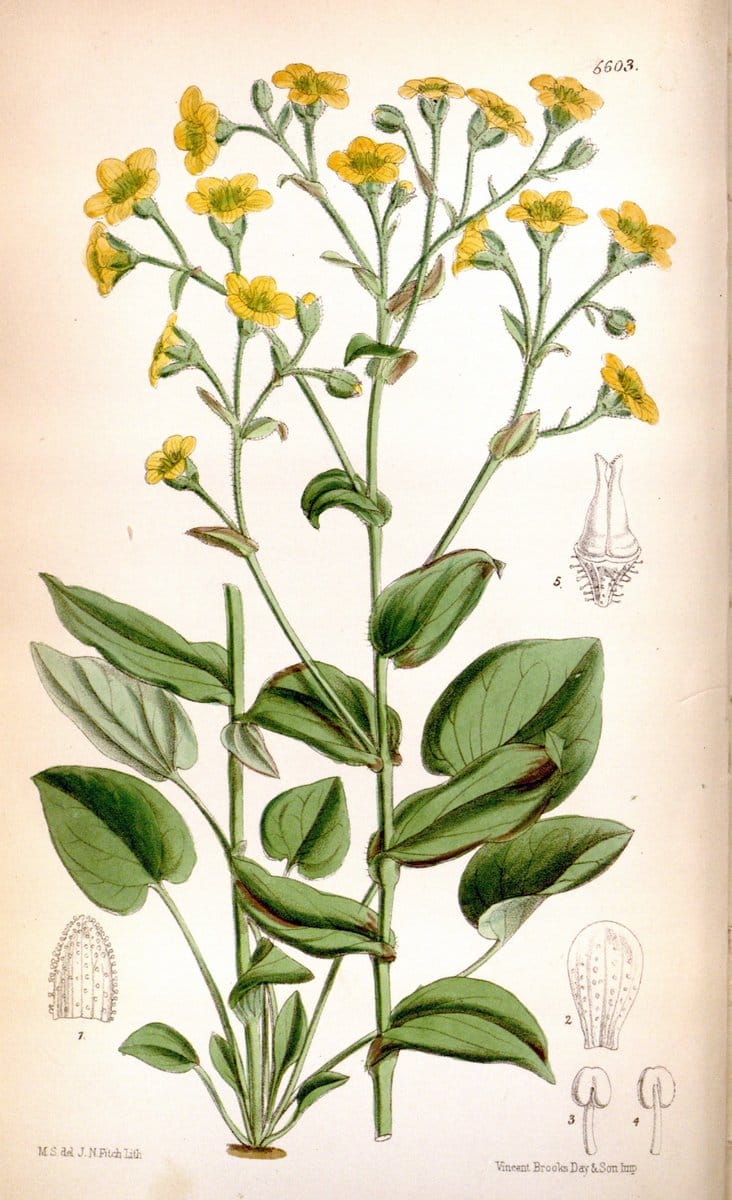 Curtis's botanical magazine. London ; New York [etc.] :Academic Press [etc.]. | "Botanical illustration" Botany Periodicals "Pictorial works" "Plants, Ornamental"  | Vintage Print Reproduction 454490