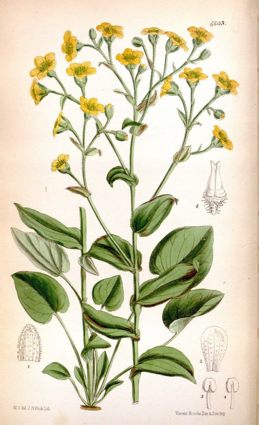 Curtis's botanical magazine. London ; New York [etc.] :Academic Press [etc.]. | "Botanical illustration" Botany Periodicals "Pictorial works" "Plants, Ornamental"  | Vintage Print Reproduction 454490