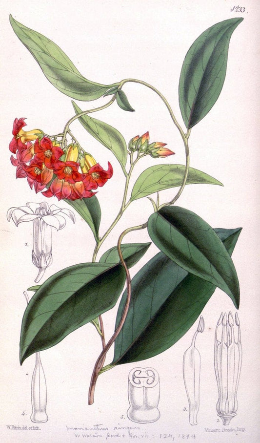 Curtis's botanical magazine. London ; New York [etc.] :Academic Press [etc.]. | "Botanical illustration" Botany Periodicals "Pictorial works" "Plants, Ornamental"  | Vintage Print Reproduction 454493