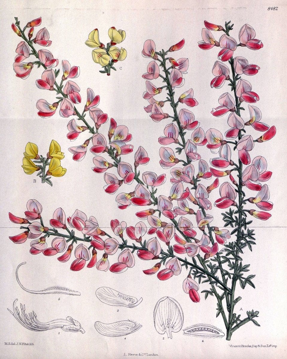 Curtis's botanical magazine. London ; New York [etc.] :Academic Press [etc.]. | "Botanical illustration" Botany Periodicals "Pictorial works" "Plants, Ornamental"  | Vintage Print Reproduction 454494