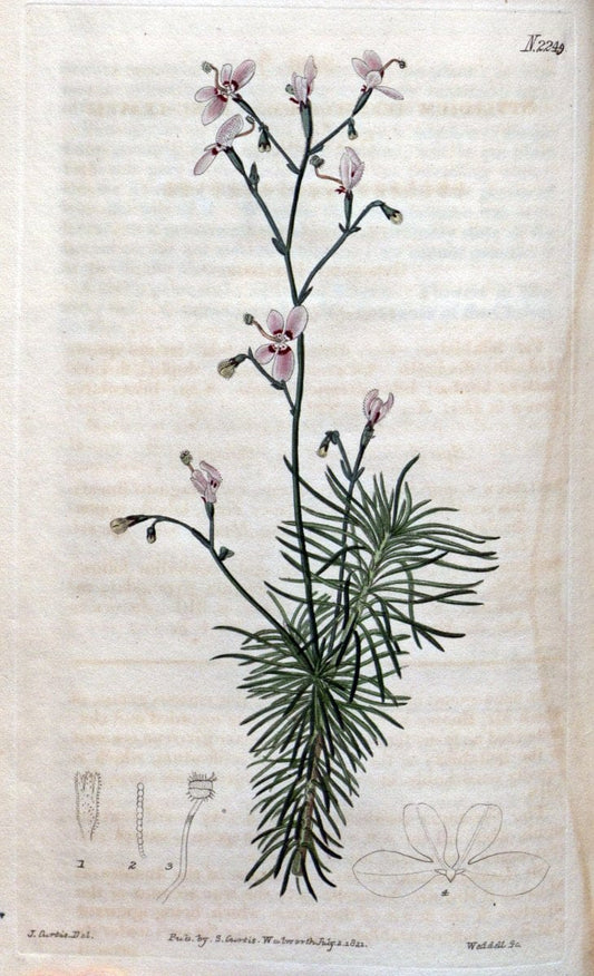 Curtis's botanical magazine. London ; New York [etc.] :Academic Press [etc.]. | "Botanical illustration" Botany Periodicals "Pictorial works" "Plants, Ornamental"  | Vintage Print Reproduction 454495