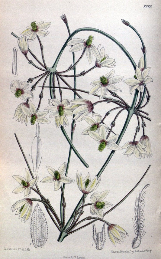 Curtis's botanical magazine. London ; New York [etc.] :Academic Press [etc.]. | "Botanical illustration" Botany Periodicals "Pictorial works" "Plants, Ornamental"  | Vintage Print Reproduction 454496