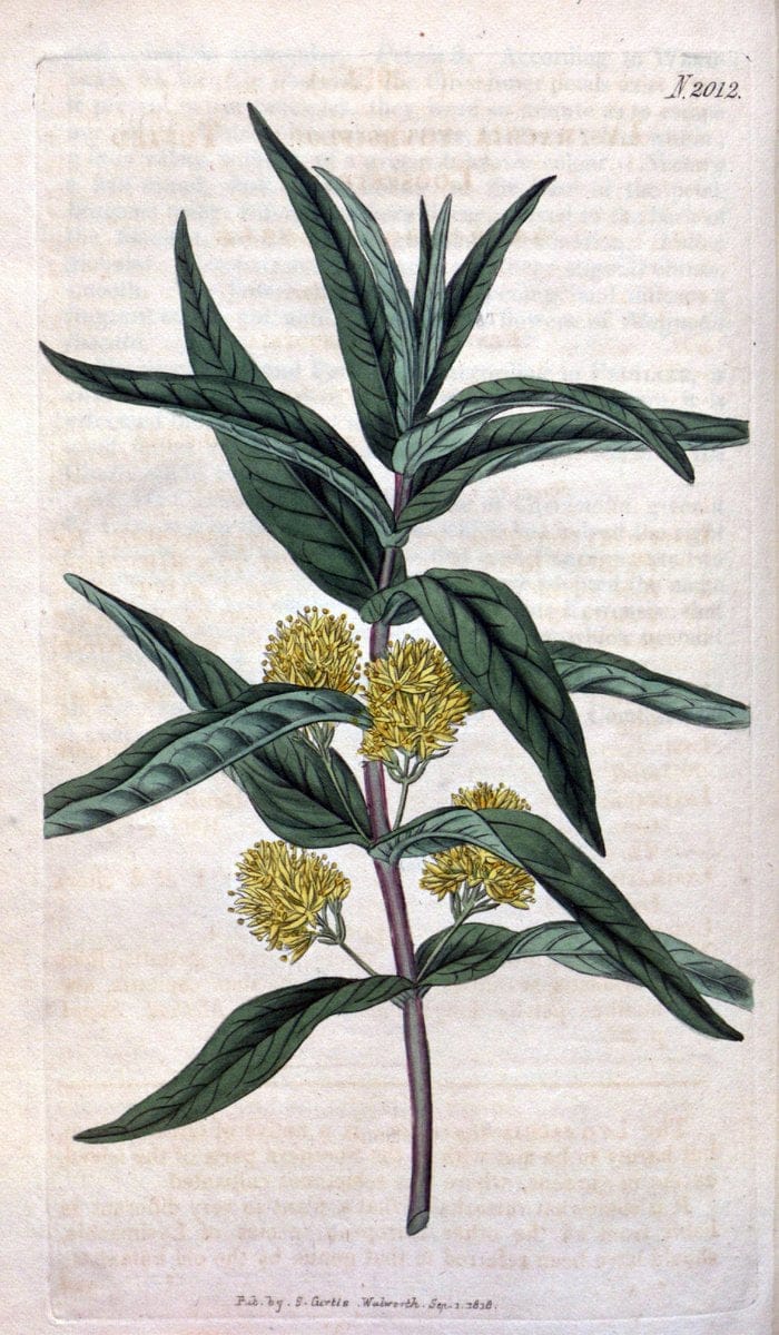 Curtis's botanical magazine. London ; New York [etc.] :Academic Press [etc.]. | "Botanical illustration" Botany Periodicals "Pictorial works" "Plants, Ornamental"  | Vintage Print Reproduction 454497